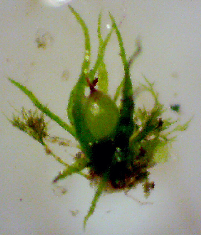 Ephemerum serratum